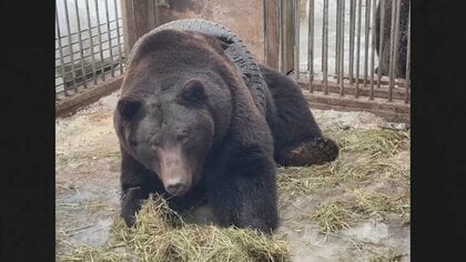 クマの腹に車のタイヤ、シカはハロウィーンのバケツが…はまって外れない！救助の一部始終