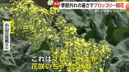「苦みが出て商品にならない」季節外れの猛暑でブロッコリー開花し廃棄処分に　岐阜で今年全国初の猛暑日を記録　九州では警報級大雨が発生