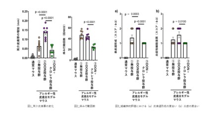 ヤエヤマクロレラの摂取が、マイコトキシンの一種であるデオキシニバレノールにより増悪する皮膚アレルギー症状を軽減する可能性を示す研究結果を確認