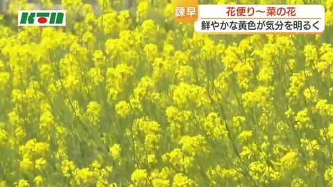 花言葉は「小さな幸せ」菜の花が見頃　鮮やかな黄色い花が気持ちを明るく　国道の川沿いに50ｍほどにわたり咲く