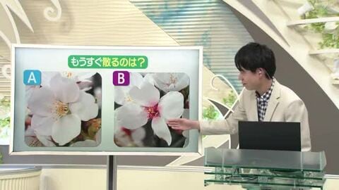 【天気／山形】6日の天気ふりかえり＆もうすぐ散るサクラは？　中村友祐気象予報士の天気予報(1)
