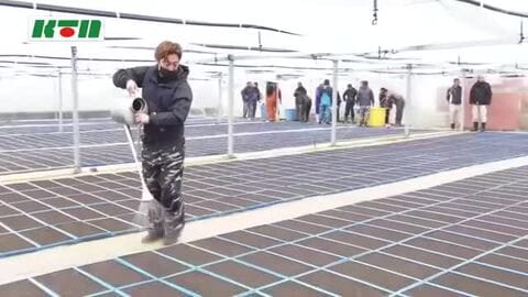 五島の基幹作物「葉タバコ」の種まき始まる 農家の高齢化やタバコの値上げで育苗施設は1カ所に縮小