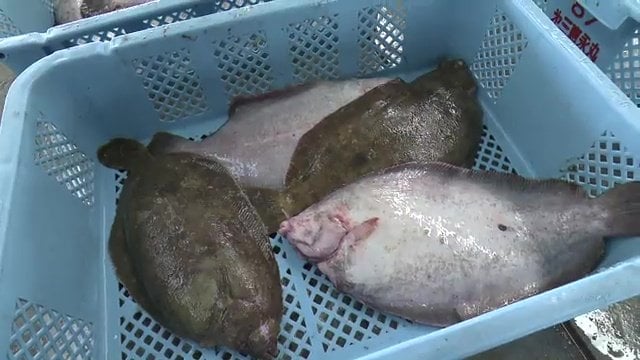 常磐ものの代表格「カレイ」