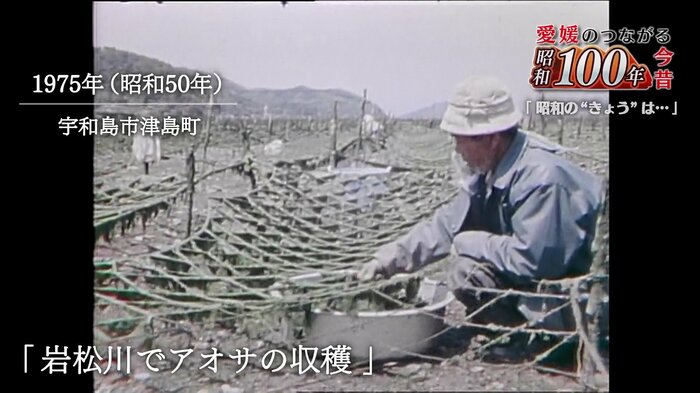 アオサは天日乾燥させ主に佃煮用に