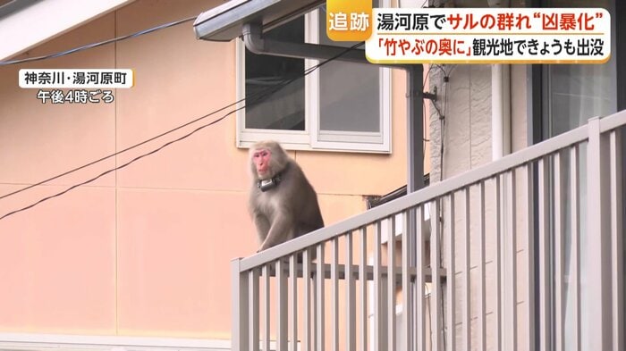 民家のベランダにいたサル（2026年10月5日）