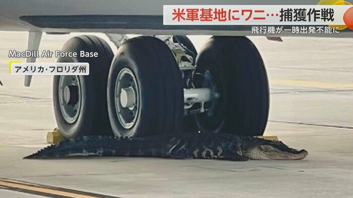 車輪止めのように寝そべるワニ
