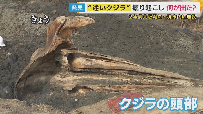 掘り出されたクジラの骨