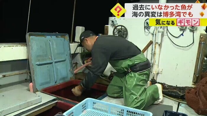 漁師が漁獲したものを見せようとしている
