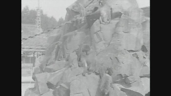 1970年ごろの「サル山」