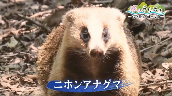 ニホンアナグマ