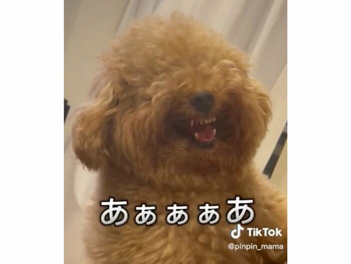 提供:ピン太郎ママさん