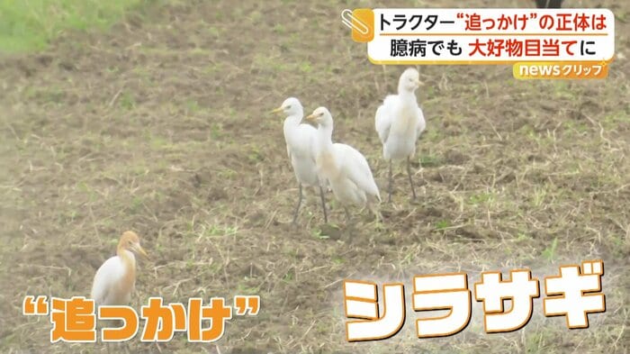 トラクターのあとを追うシラサギ