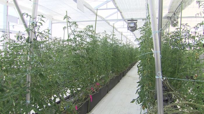 ハウス栽培にも影響か