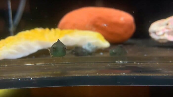 吸盤を使わなくても移動できるが泳ぎは苦手(提供:ヨコハマおもしろ水族館)