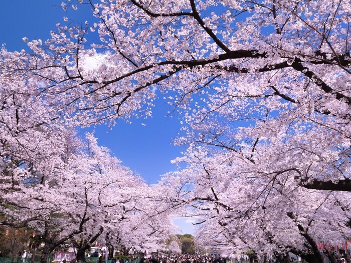 4月1日から、18~19歳が、一斉に「新成人」となる。
