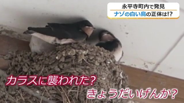 姿を消したのは白いツバメだけ