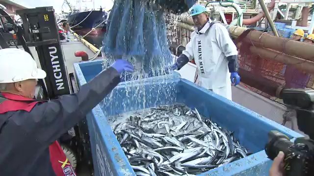 資料:サンマの水揚げ