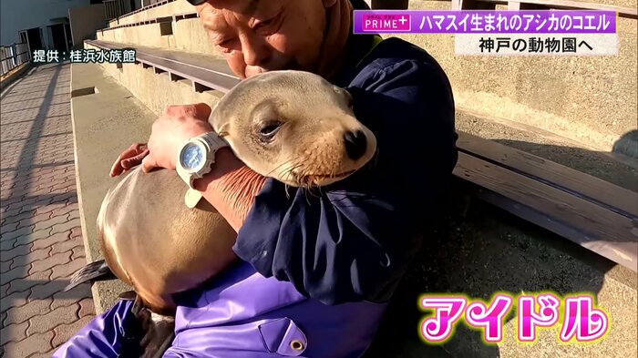 桂浜水族館の“アイドル”アシカの「コエル」