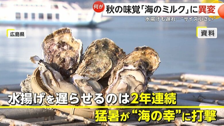 秋の味覚“海のミルク”牡蠣に異変…猛暑の影響で生育・水揚げ遅れの異常事態で“サイズ小さい”　福岡・糸島市では“朗報”も｜FNNプライムオンライン