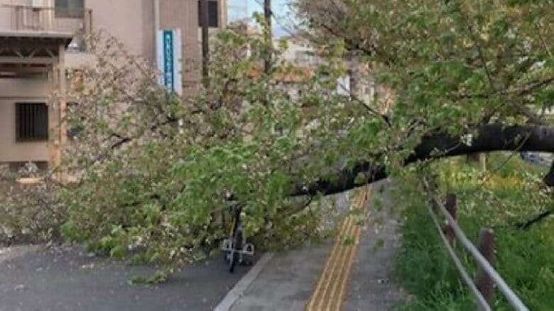 “花見の名所”で桜の枝が折れて走行中の自転車を直撃 乗っていた女性が転倒しケガ 市内の木を緊急点検へ｜FNNプライムオンライン