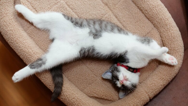 お腹が黒で背中が白の猫はいない！“ソースの垂れ具合”のように決まる「タキシード」「前髪」「眉毛とつけ鼻」柄が生まれる理由｜FNNプライムオンライン