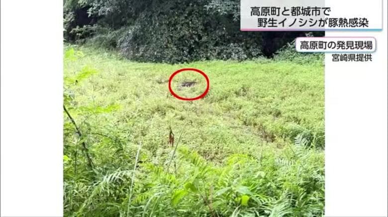 あす防疫会議を開催　高原町と都城市高崎町で野生イノシシが豚熱感染　県内5、6例目｜FNNプライムオンライン