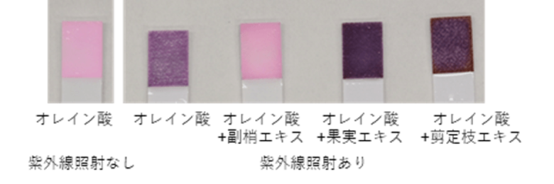 第54回欧州研究皮膚科学会にて発表 副梢エキスの紫外線による皮脂酸化を抑制する研究成果を報告