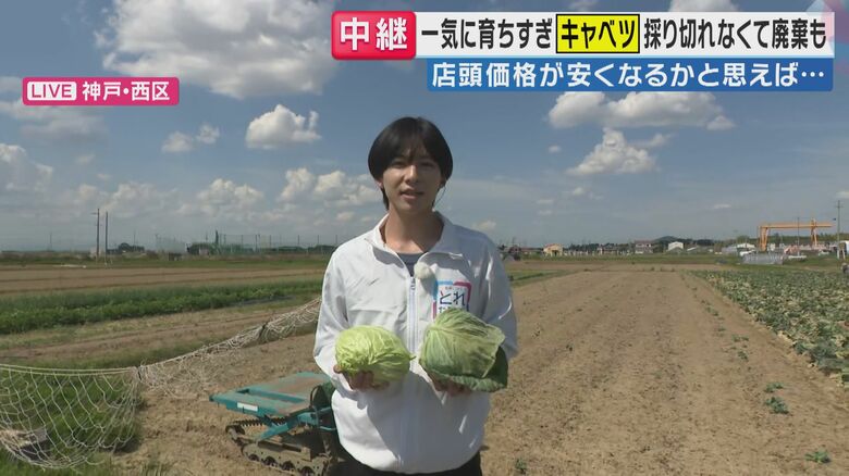 「今、春キャベツが取れすぎている」　大豊作もこれから価格が高騰する？　冬の温暖化が影響　一斉に収穫期を迎えた春キャベツ　農家「美味しい春キャベツいま食べて！」｜FNNプライムオンライン