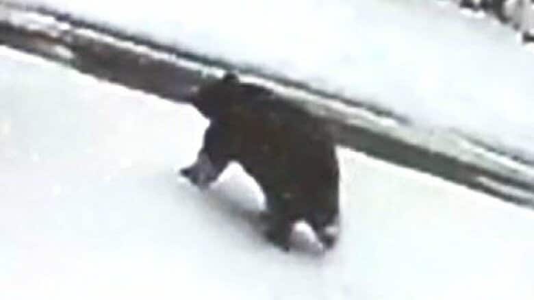 「クマ！クマ！クマ！おーい」　温泉街で雪かき中に襲われ重傷　直前に別の住民も鉢合わせ…複数の防犯カメラが捉える　長野・野沢温泉村｜FNNプライムオンライン