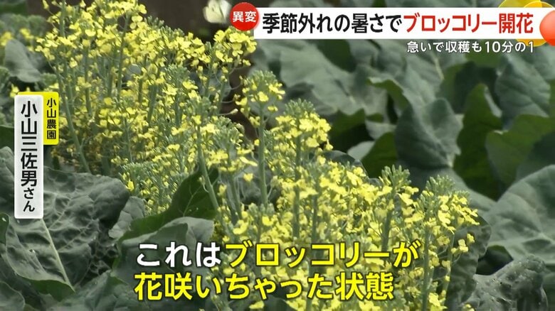 「苦みが出て商品にならない」季節外れの猛暑でブロッコリー開花し廃棄処分に　岐阜で今年全国初の猛暑日を記録　九州では警報級大雨が発生｜FNNプライムオンライン