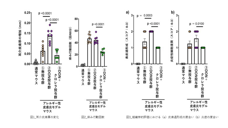 ヤエヤマクロレラの摂取が、マイコトキシンの一種であるデオキシニバレノールにより増悪する皮膚アレルギー症状を軽減する可能性を示す研究結果を確認