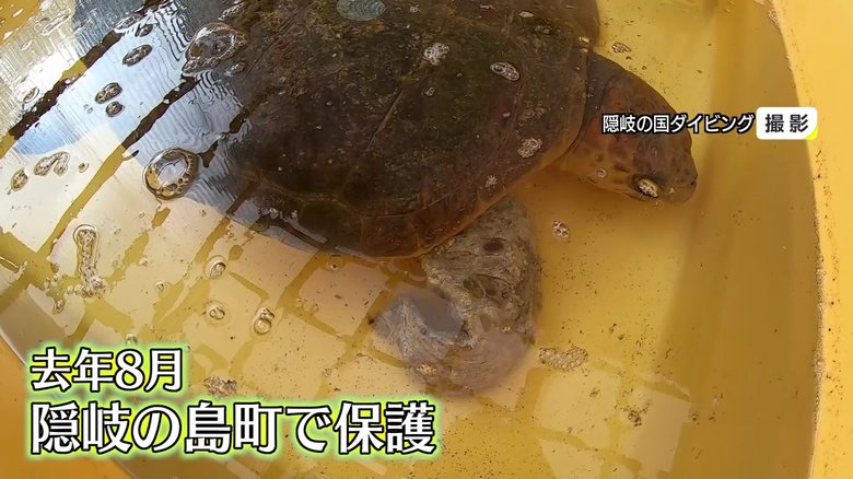保護されたばかりの頃 アカウミガメのリブ(2020年8月)