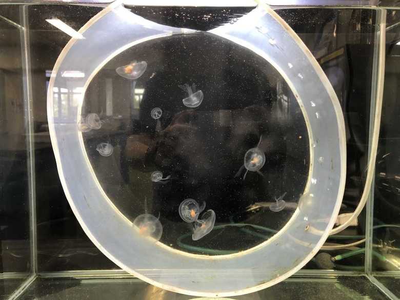 地獄絵図にならないよう水槽を工夫している。