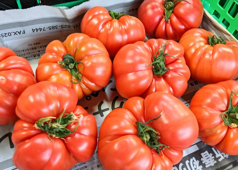 モリモリした形のファーストトマト