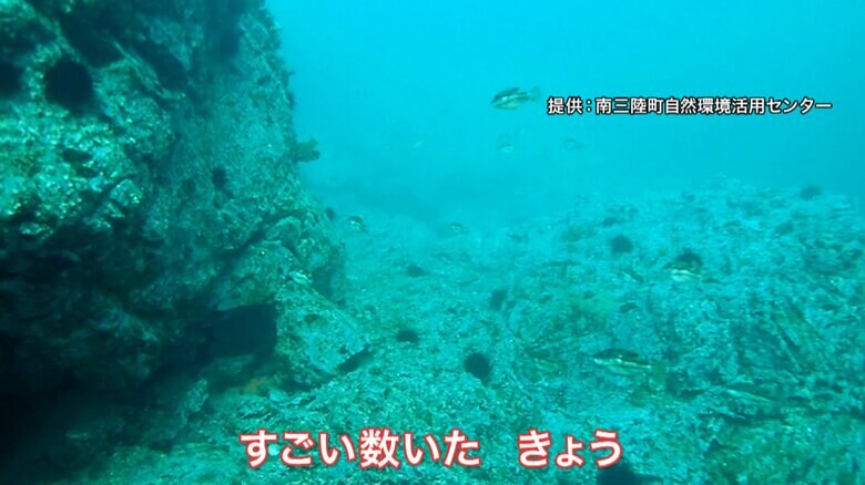 「キタマクラ」（暖水性）の群れ