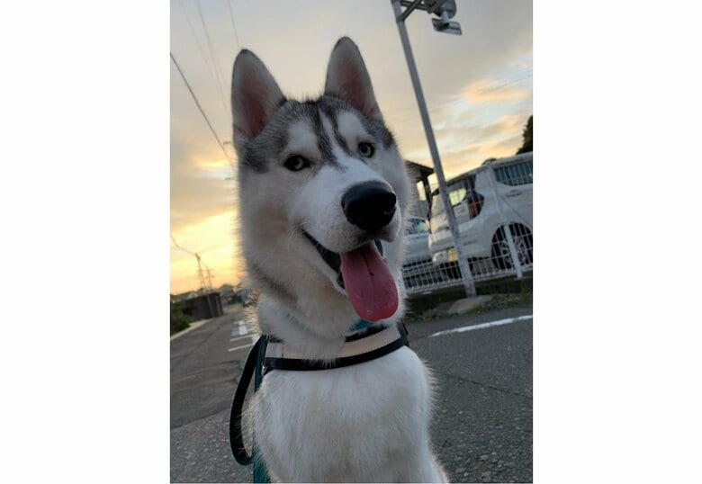 琥珀くん（提供：提供：misaさん）