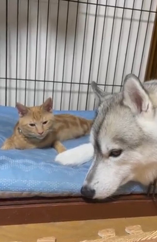 その後、ハウスに入ることができた