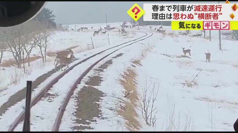 数え切れないほどのシカが…
