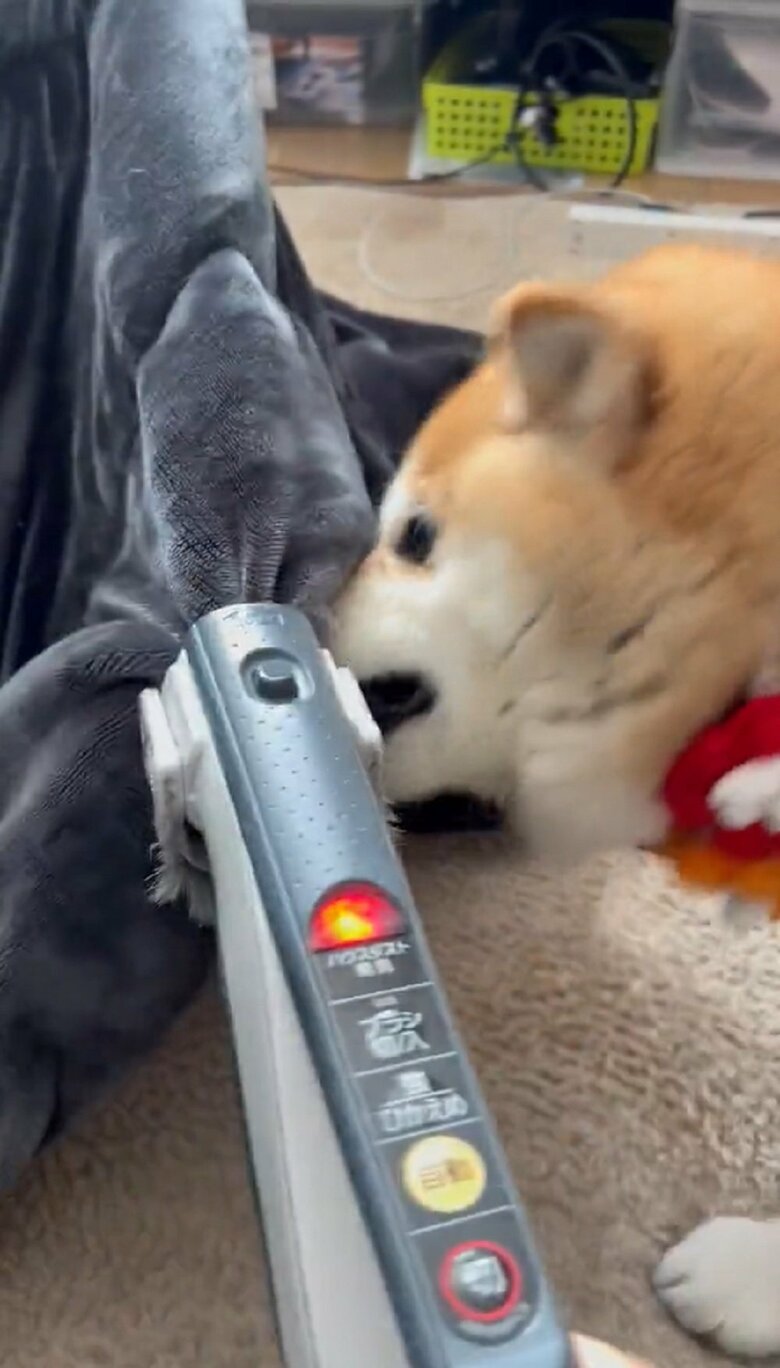 再び布団を噛んで