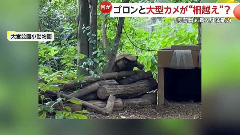 角度が急だったのか先に進めず、足をパタパタとさせていたカメキチ