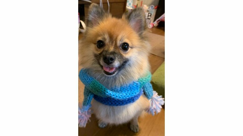 “コッペのけいさつ”のモデル