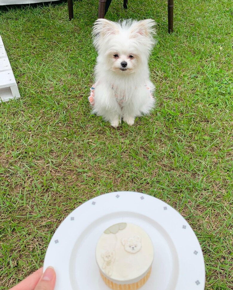 提供：かわいーぬさん