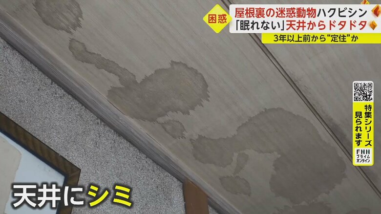 ハクビシンが住みついているのは間違いないようだ