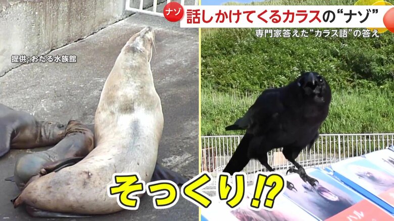 聞き比べるとトドの鳴き声にも類似