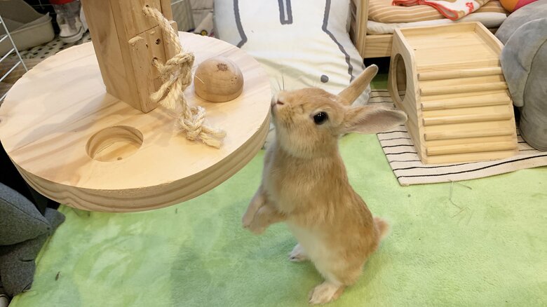 提供：げんまいとうるちさん