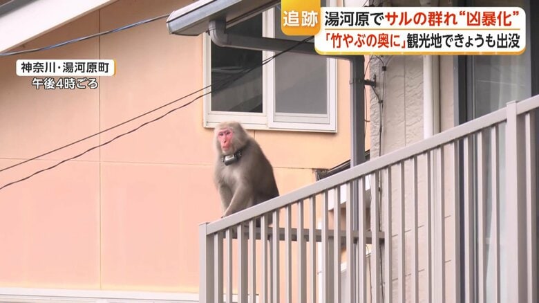 民家のベランダにいたサル（2026年10月5日）