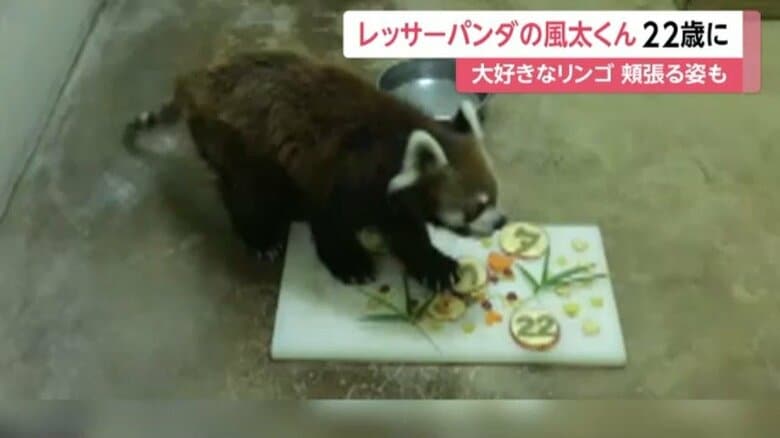 特製ケーキを食べる風太くん