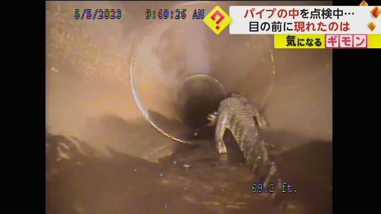 ワニがカメラを背に逃げていく（CITY OF OVIEDO）