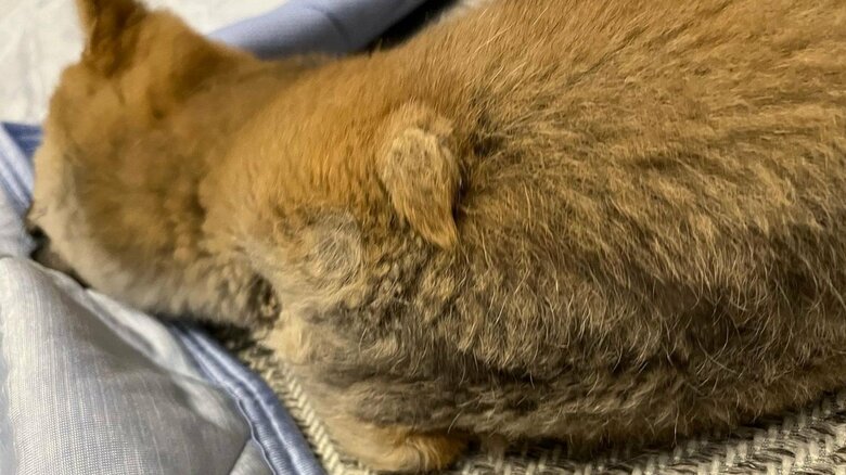 春子ちゃんの前足部分には足になれなかったような跡がある