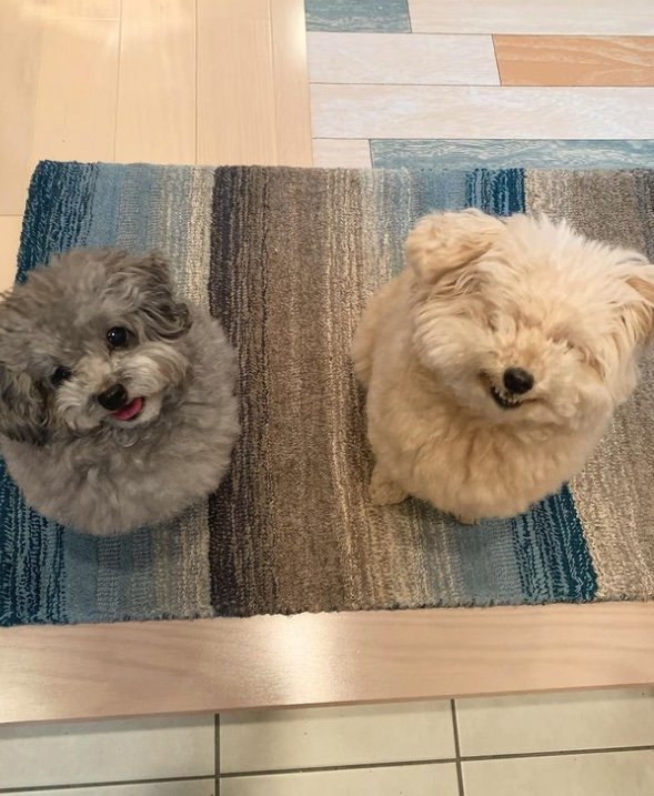 提供：＠tsuru_323さん